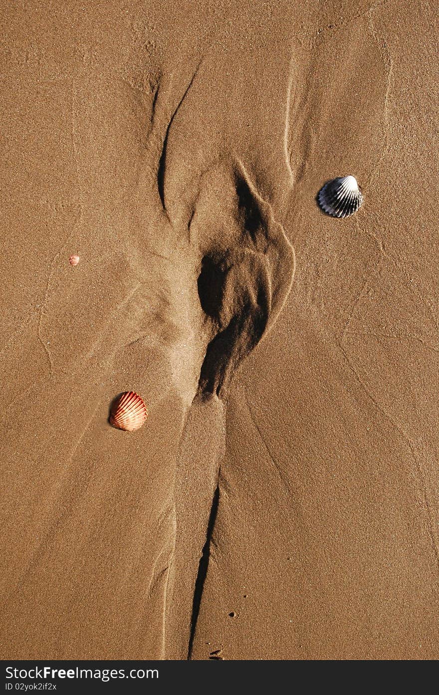 Close up image of shell and beach sand. Close up image of shell and beach sand