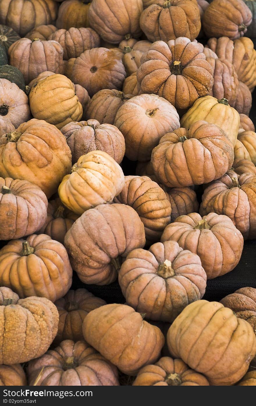 Halloween's coming, choose your pumpkin. Halloween's coming, choose your pumpkin