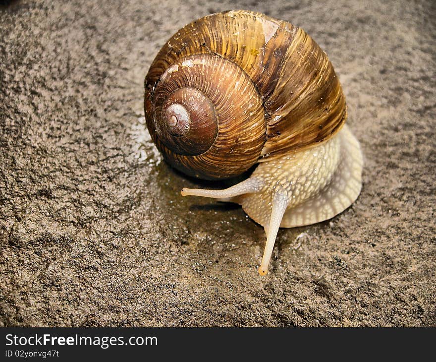 Snail on a rock