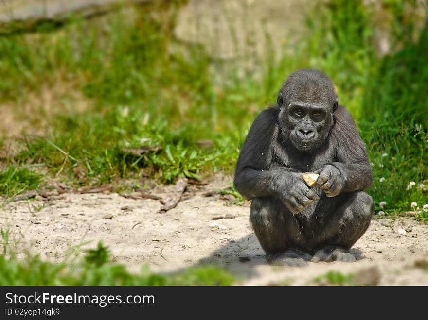 Close-up of a cute baby gorilla