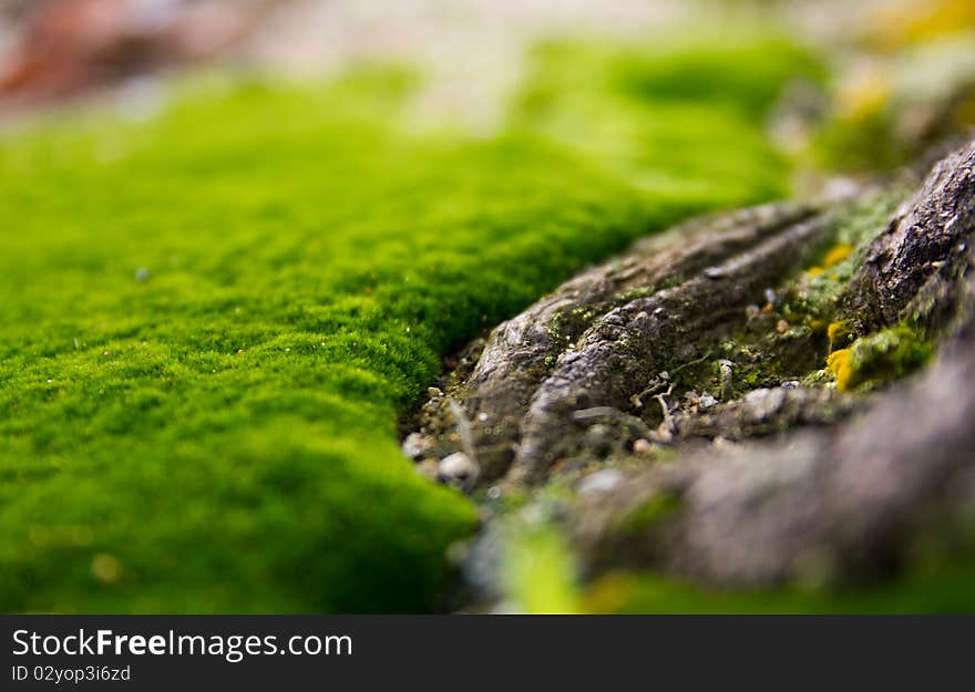 Close-up view of the green moss. Close-up view of the green moss