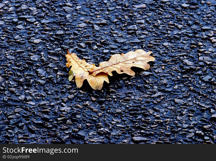 fallen leafs