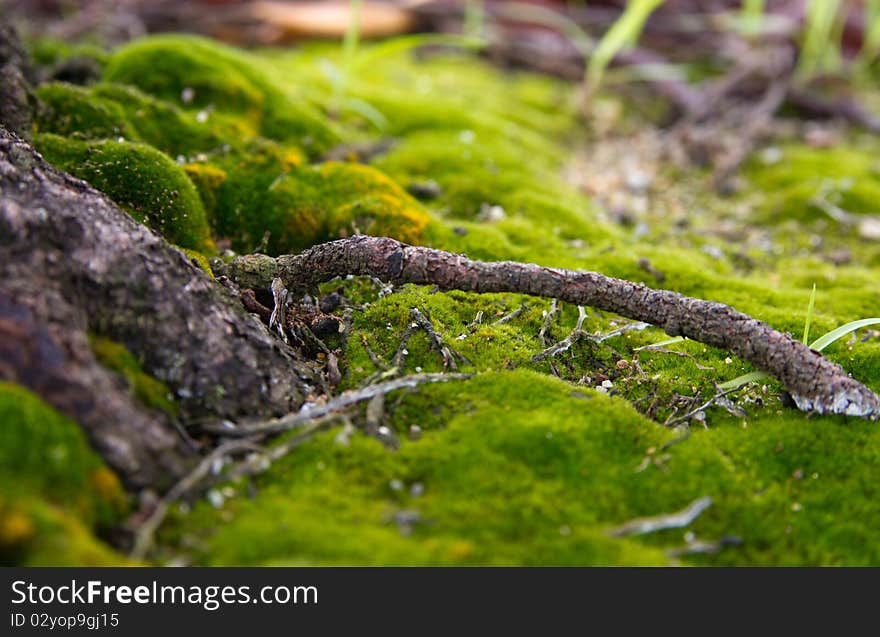 Close-up view of a branch of root over  the green moss. Close-up view of a branch of root over  the green moss