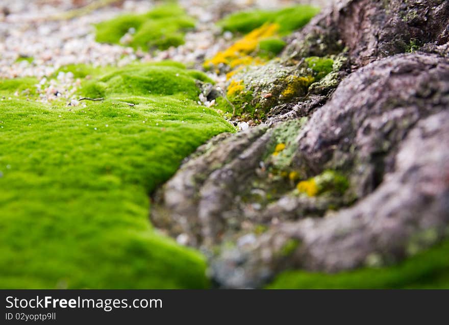 Close-up view of a branch of root over the green moss. Close-up view of a branch of root over the green moss