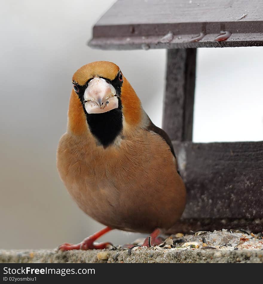 Hawfinch in winter