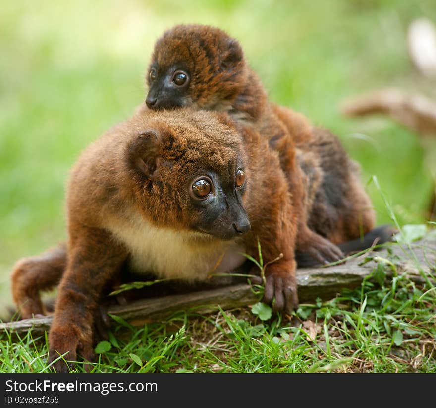 Cute Red-bellied Lemur with baby (Eulemur rubriventer)