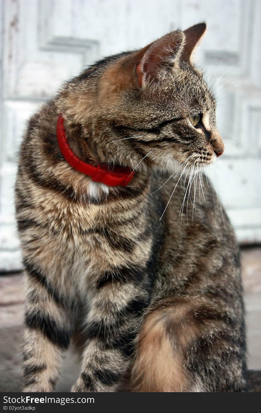 A cat sitting on the street