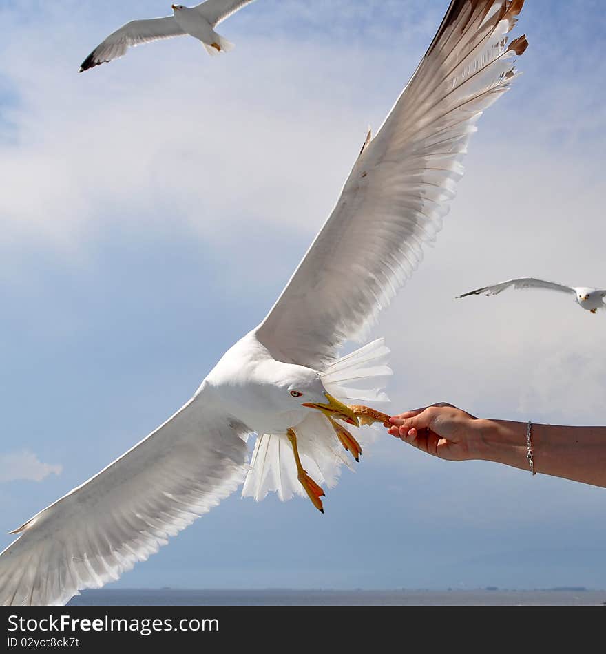 Seagulls on island Thassos in nothern part of Greece,Europe. Seagulls on island Thassos in nothern part of Greece,Europe