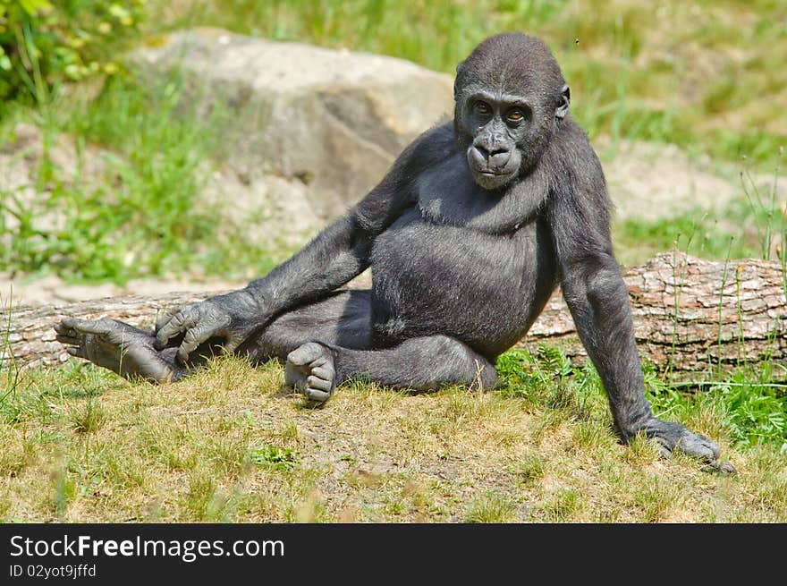 Close-up of a cute baby gorilla