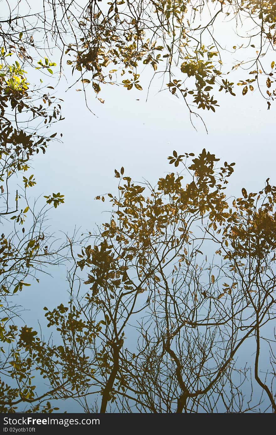 Treetop that bend down to the pond and its reflection. Treetop that bend down to the pond and its reflection