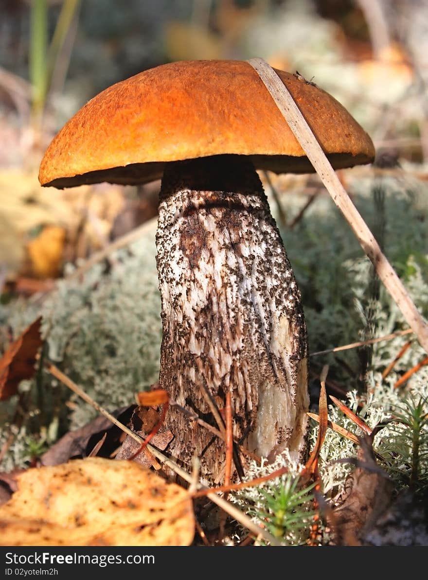 Red mushroom in the woods. Red mushroom in the woods