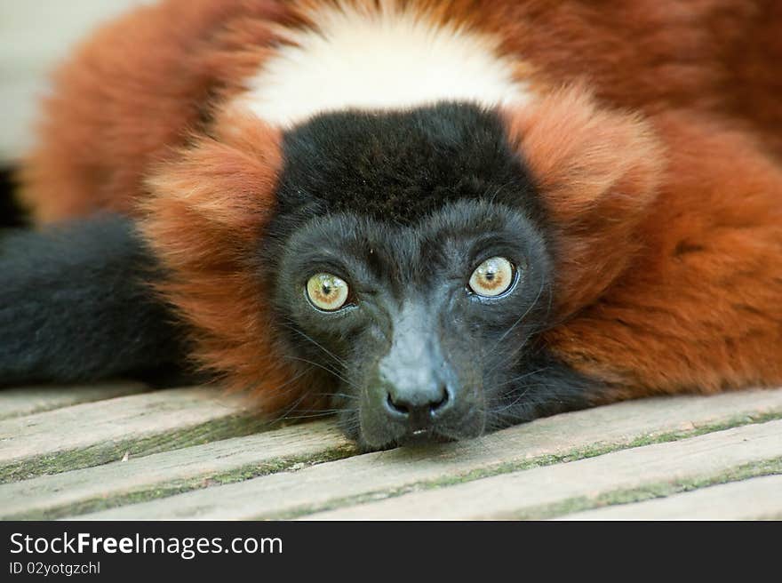 Beautiful Red Ruffed Lemur