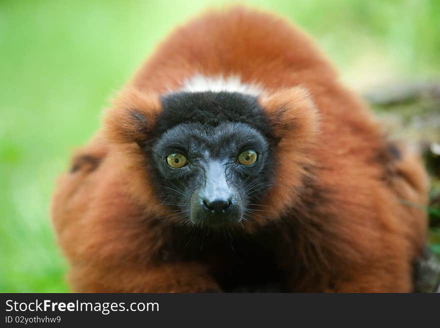 Beautiful Red Ruffed Lemur