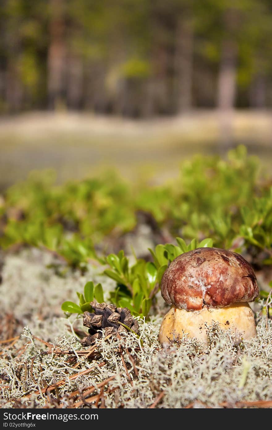 Red mushroom in the woods. Red mushroom in the woods