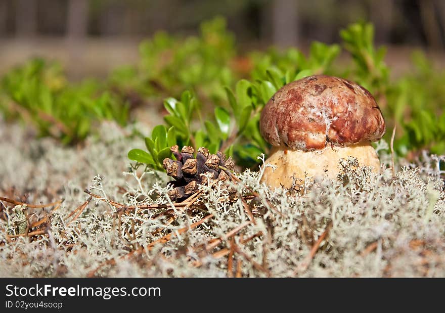 Red mushroom in the woods. Red mushroom in the woods