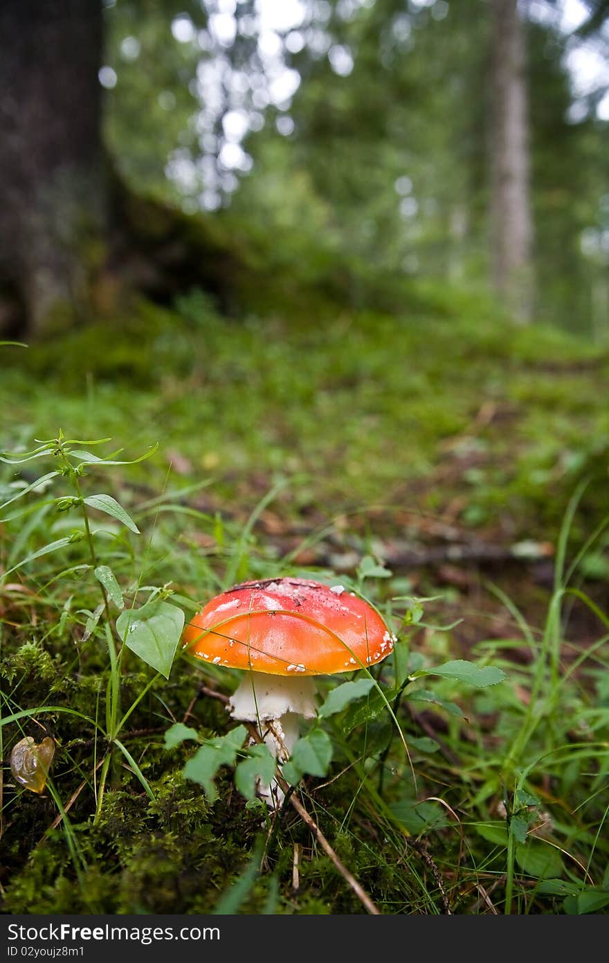 Red mushroom in the green forest