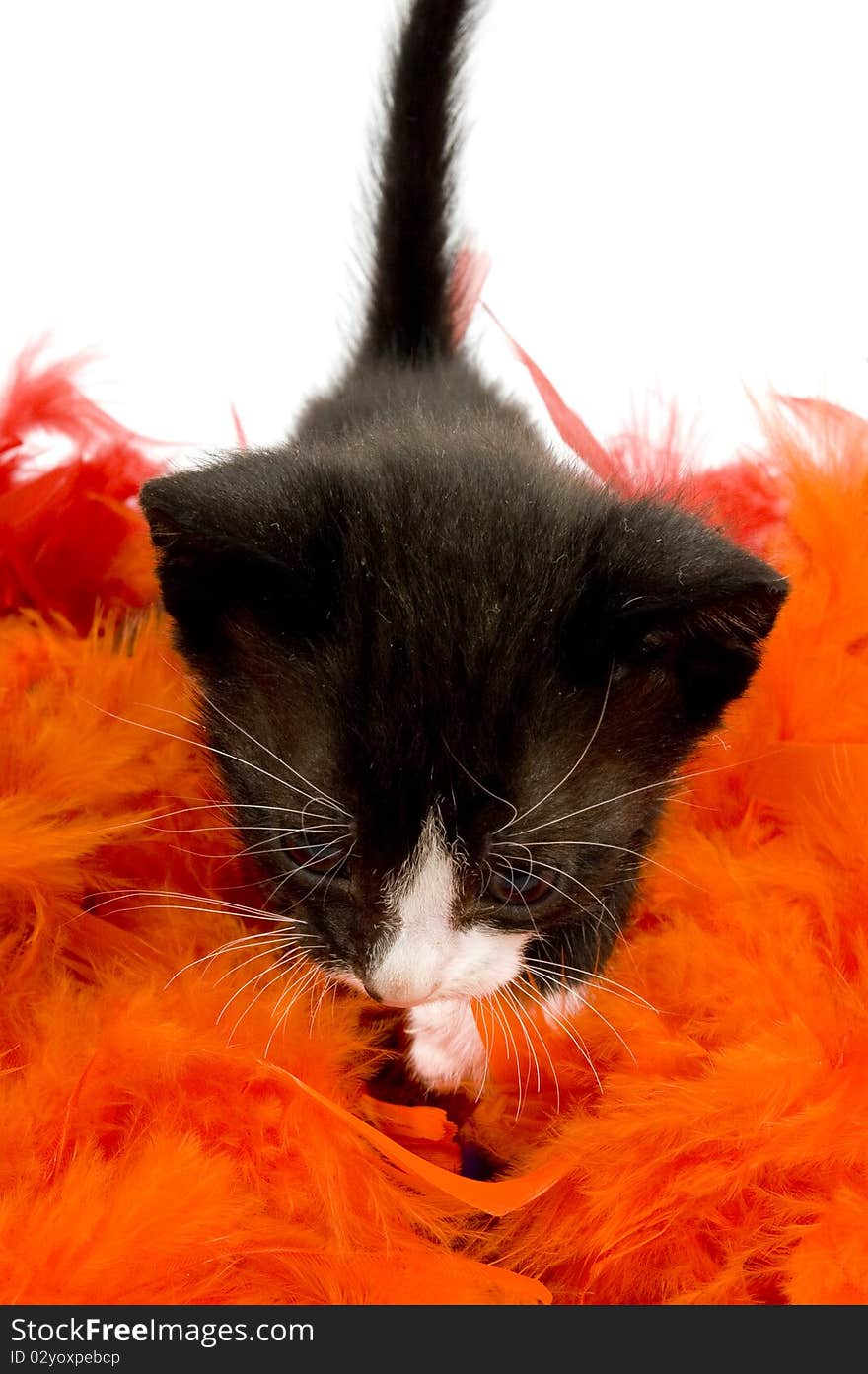 Curious two weeks old black kitten on orange feather