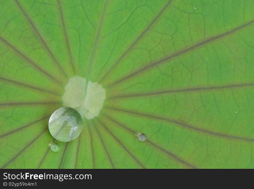 Drop Of Water On Lotus Leaf