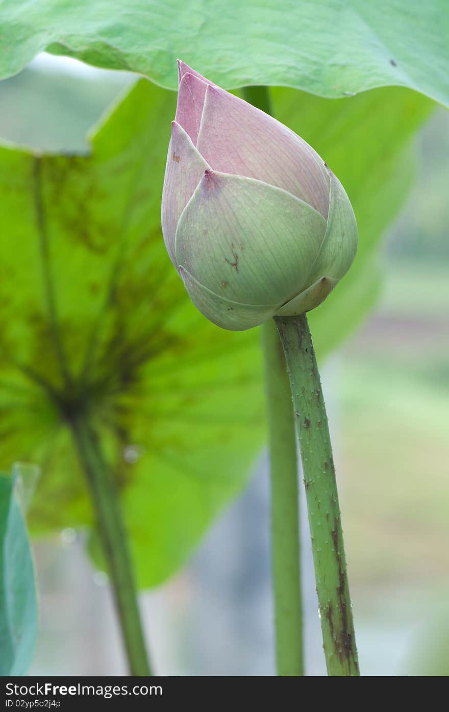 Beautiful Thai lotus in the pond