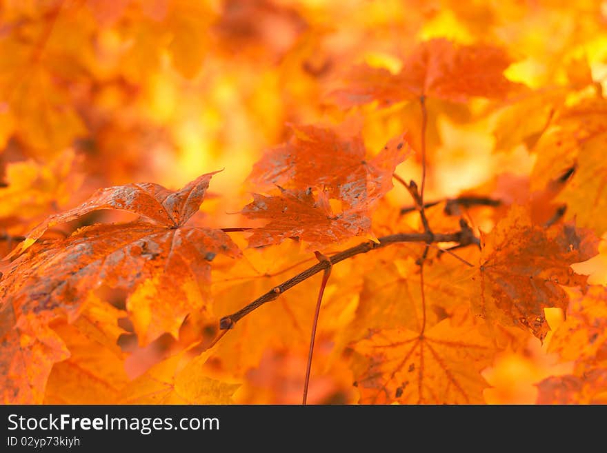 Orange autumn leaves background