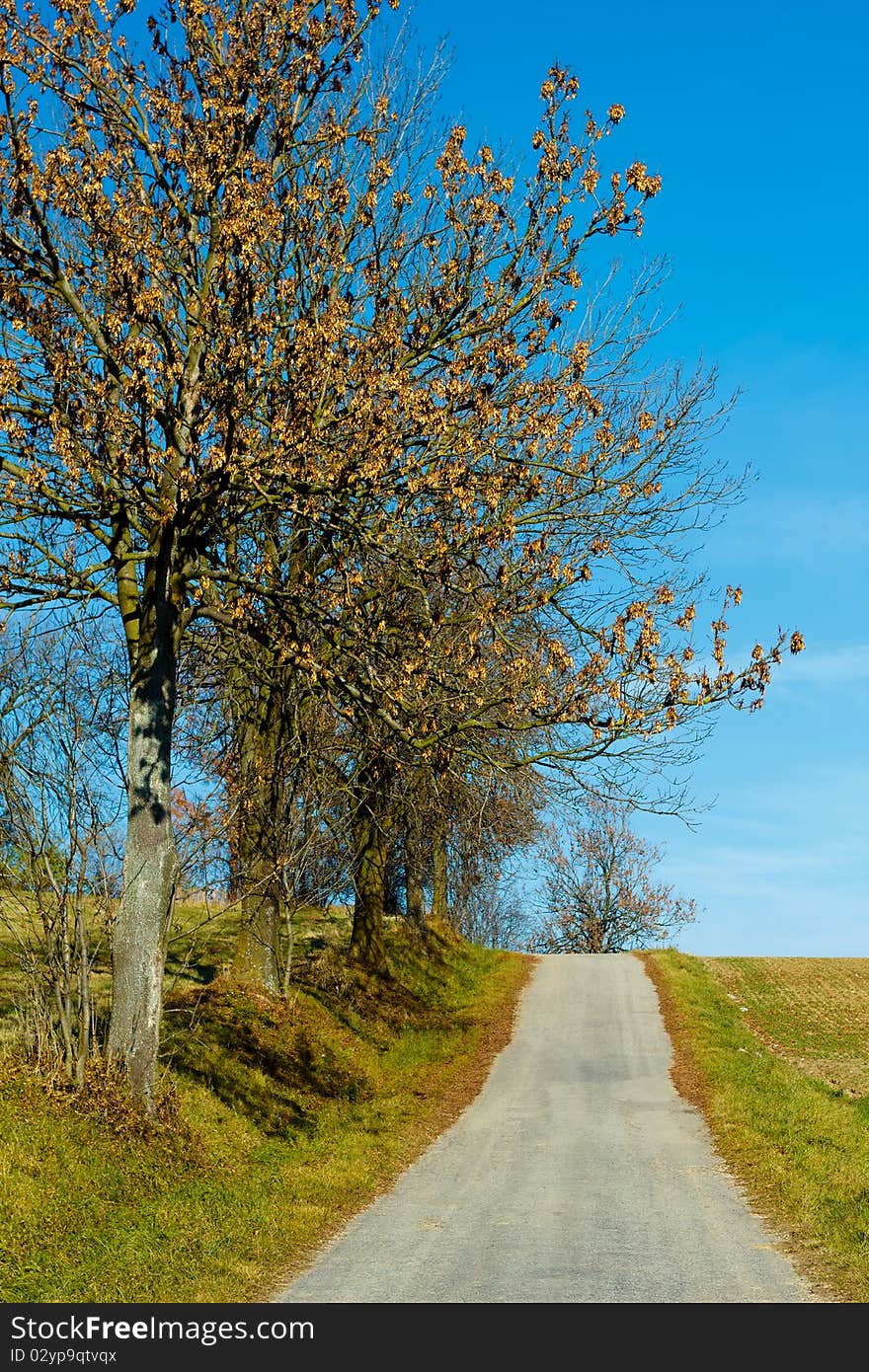 Road in the autumn with yellow trees