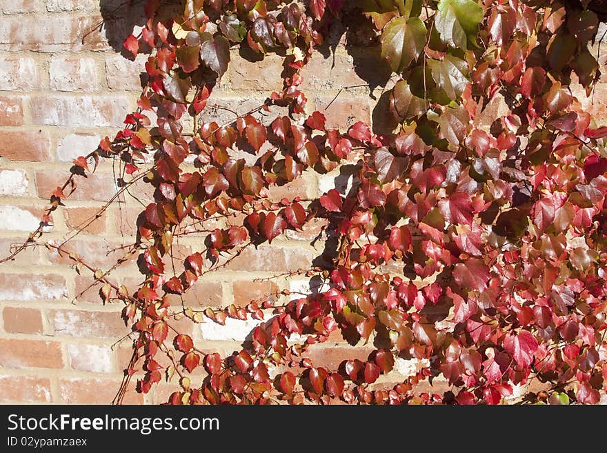 Bright red virginia creeper autumn leaves against an old brick wall. Bright red virginia creeper autumn leaves against an old brick wall