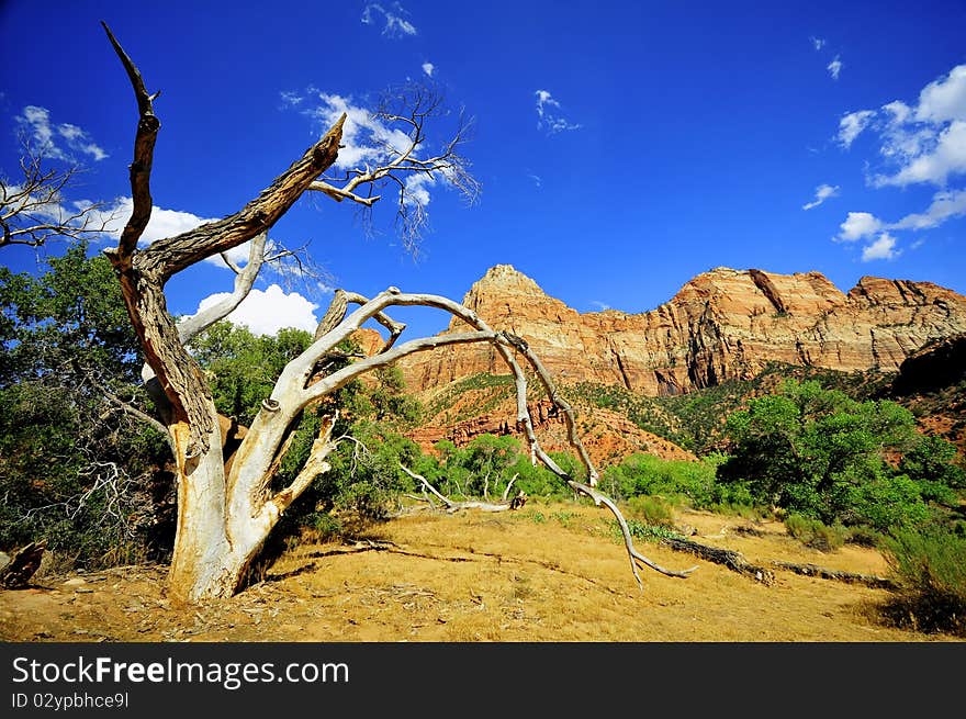 Dry tree in Zion National Park, USA. Dry tree in Zion National Park, USA