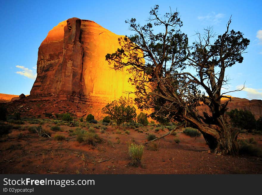 Lonesome old tree in Monument Valley, Utah, USA. Lonesome old tree in Monument Valley, Utah, USA