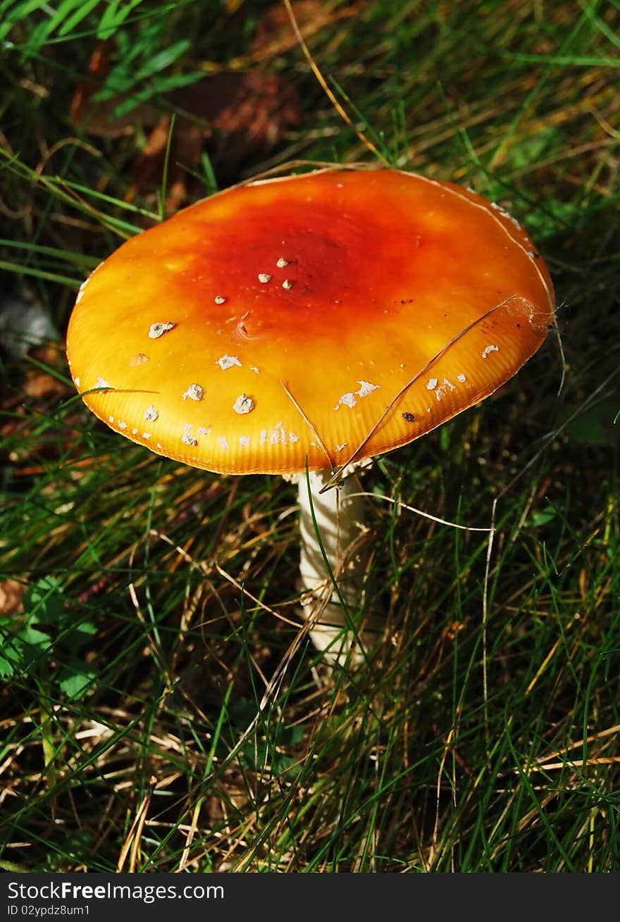 Fly agaric in the green grass