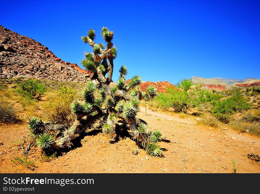 Red Rock Canyon Yucca tree near Las Vegas