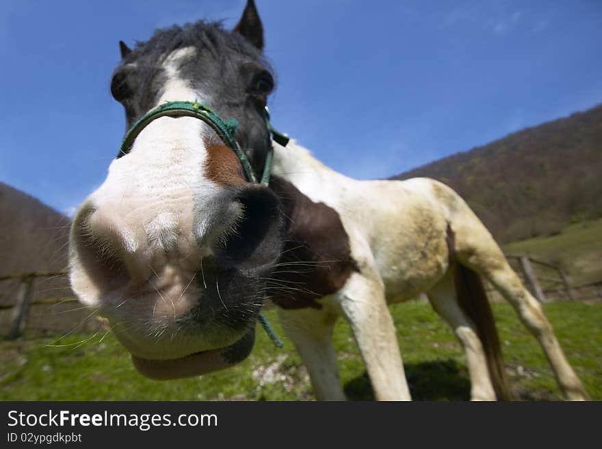 Funny horse closeup with green grass and blue sky