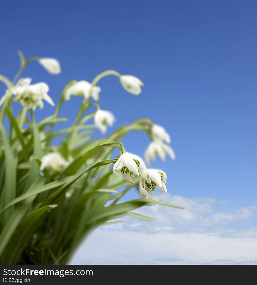 Winter snowdrops against a blue sky