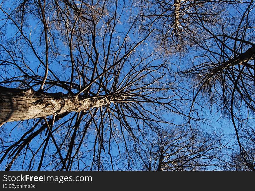 Bald cypress tree in a sunny winter day on blue sky background. Bald cypress tree in a sunny winter day on blue sky background