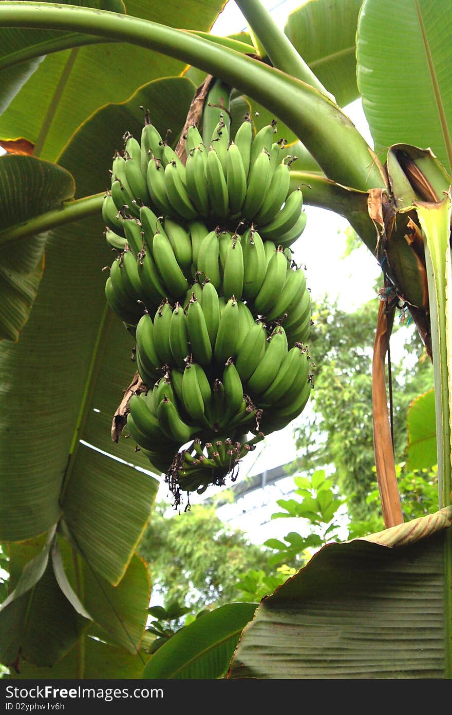 Organic Bananas Growing On Tree