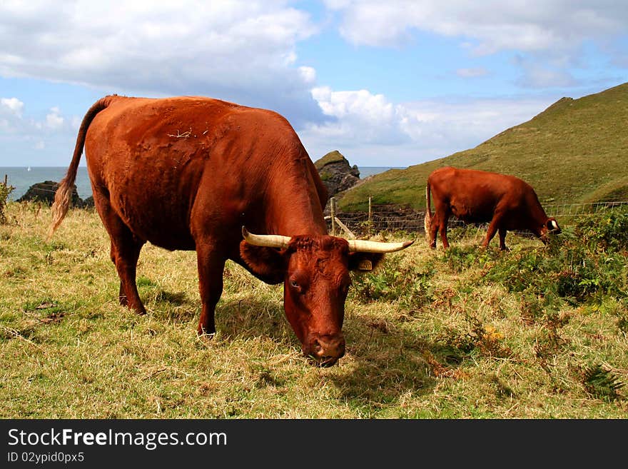 Cows grazing at coast, Cornwall (England)