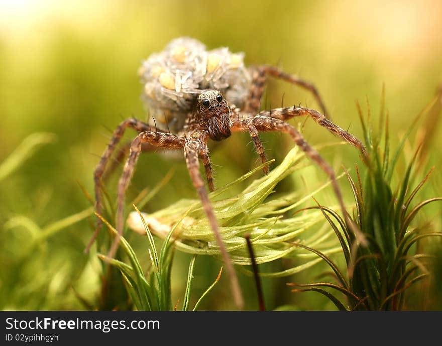 Spider with young spiders at back