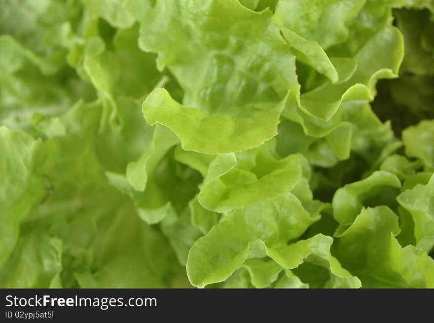 Butterhead lettuce