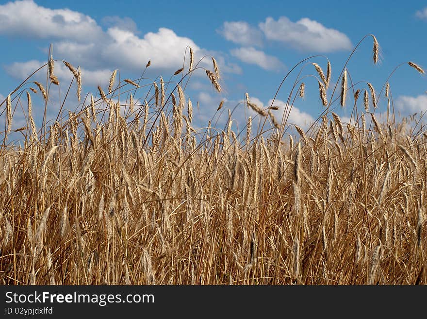 Wheat field over blue sky