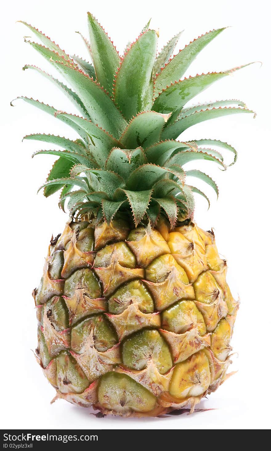 Small desert ripe pineapple.