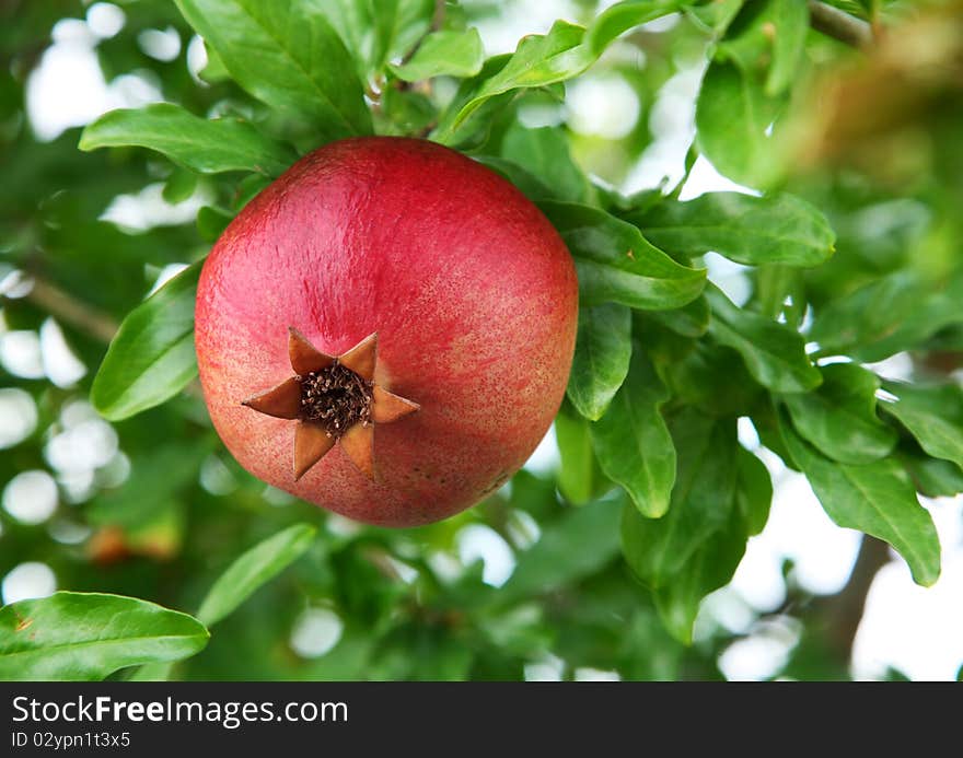 Ripe pomegranate on the branch.