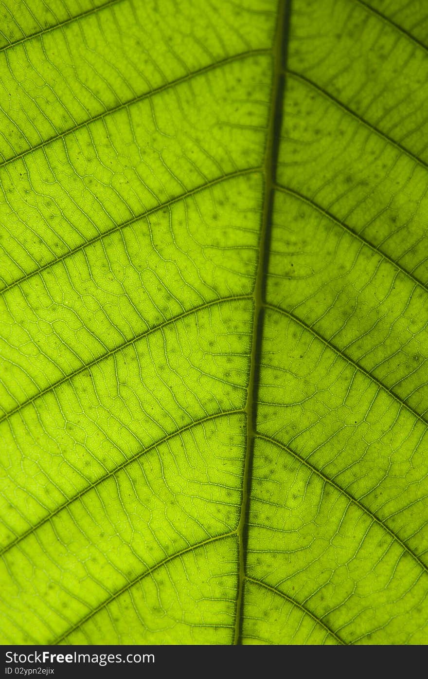 Close up Leaf in the Garden