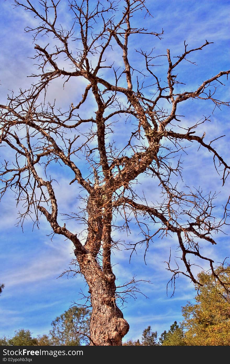 Tall bare tree with white clouds and blue sky.