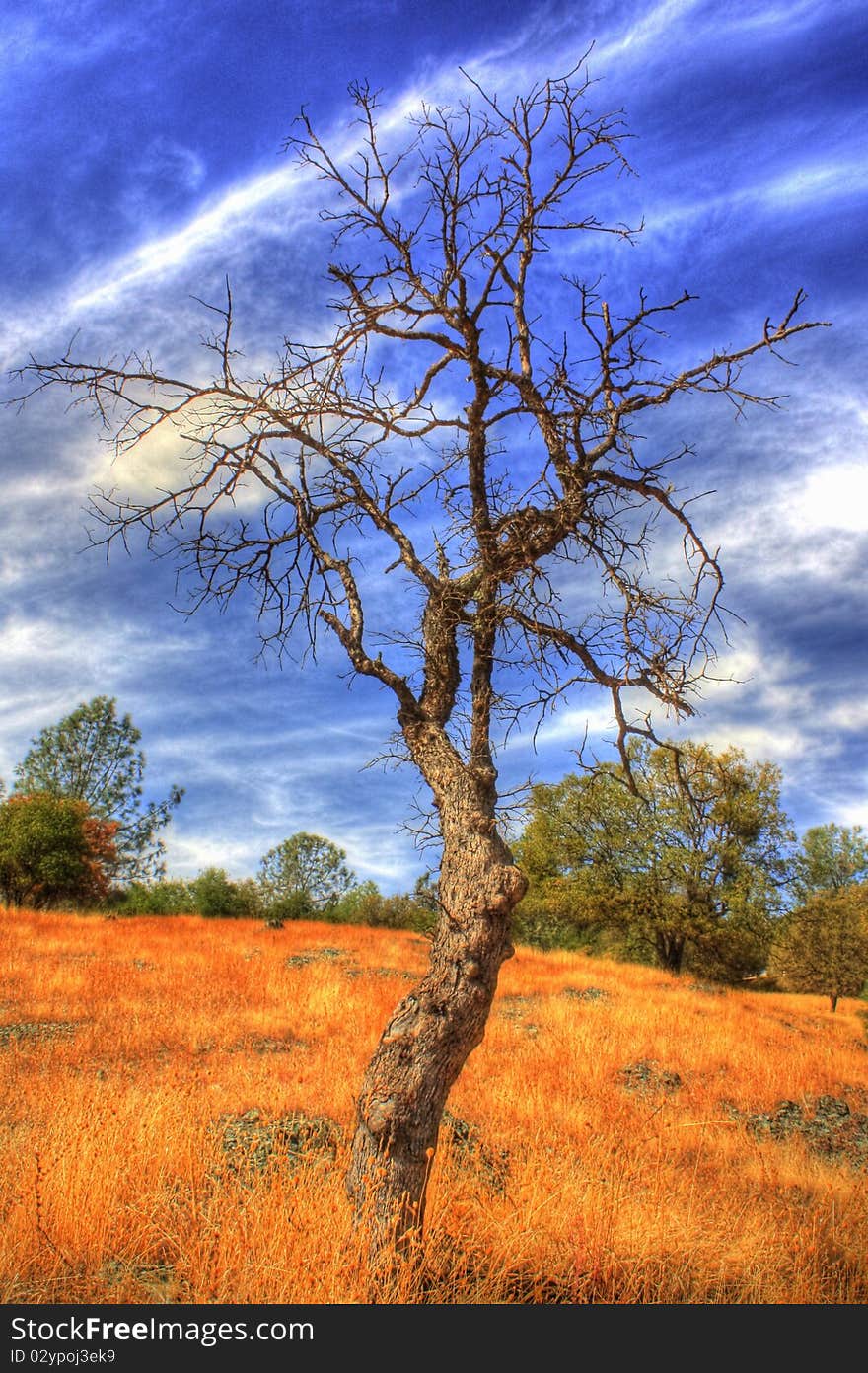 Tall bare tree with white clouds and blue sky.