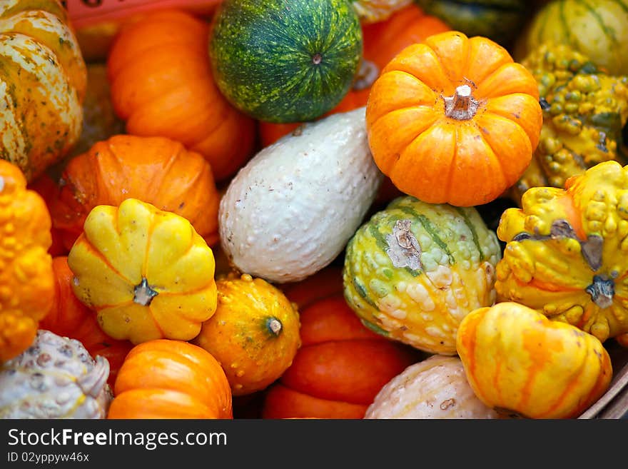 Colorful small gourds and squash. Colorful small gourds and squash