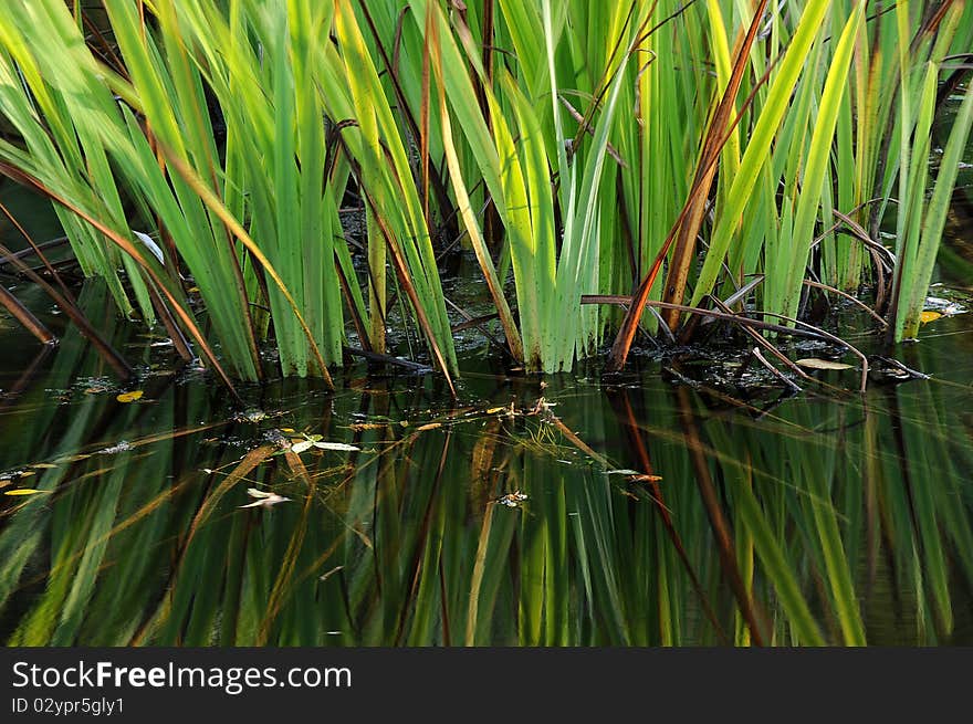 Lotus plant growing in calm garden pond water