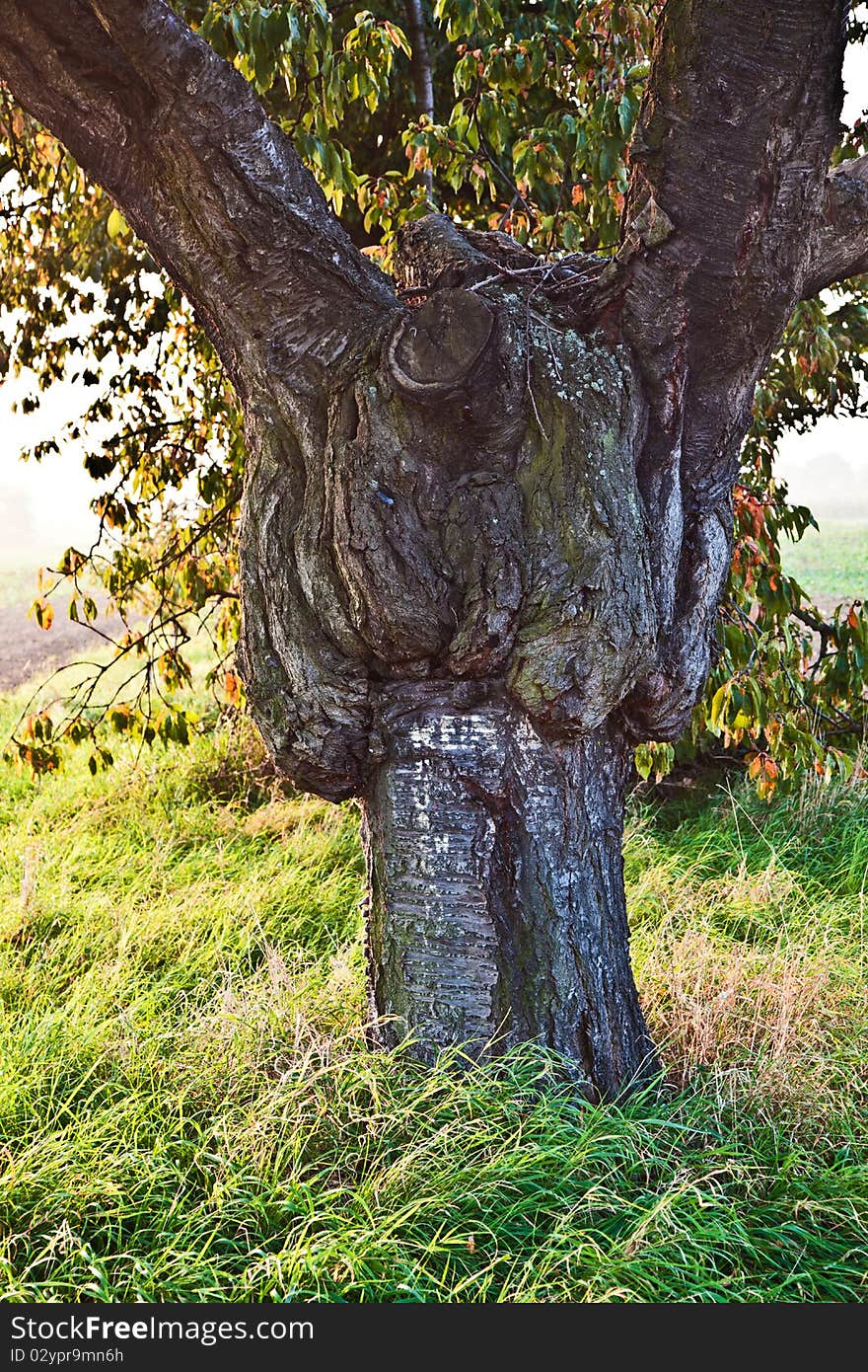 Stem Of An Old Big Tree