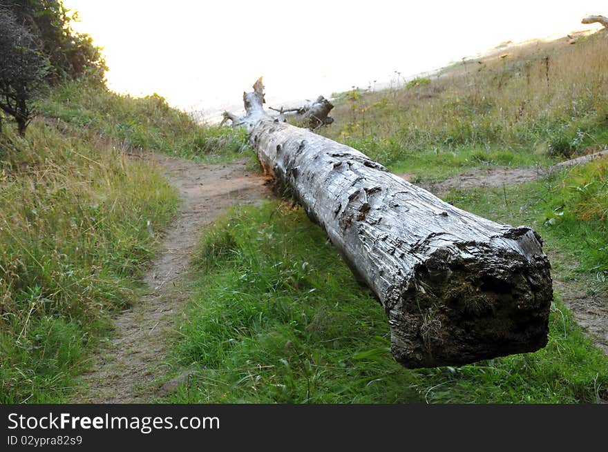 Fallen Tree Log on Grass