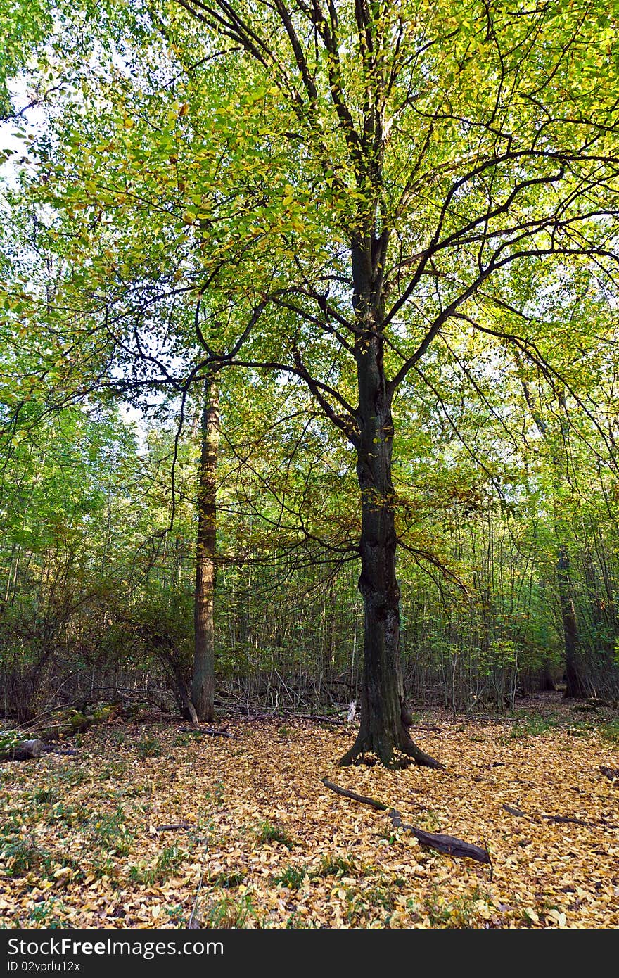 Old oak forest in beautiful light