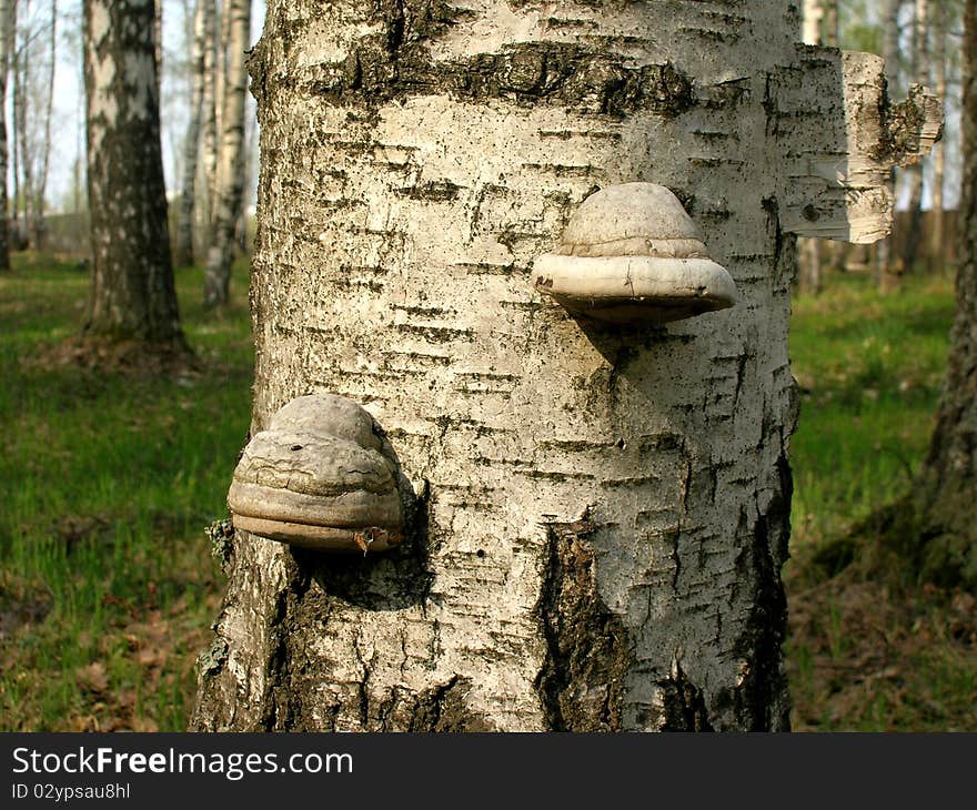 On this picture you can see two polyporuses growing on a tree.