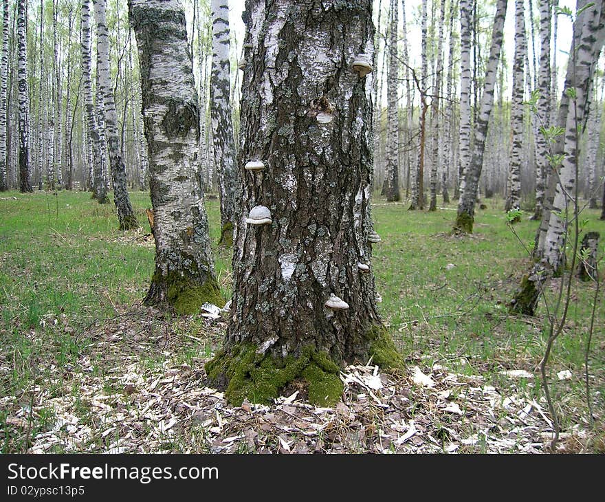 Tree with polyporuses